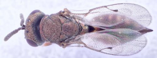 Réf. 278 463 : Trichomalus sp.
